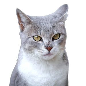 A Detailed Close Up Portrait Of A Gray And White Domestic Cat With Yellow Eyes. 19999 - Cat PNG image with transparent background